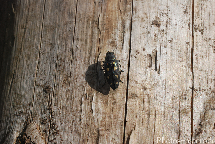 Buprestis octoguttata